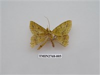 藏品(尺蛾338)的圖片